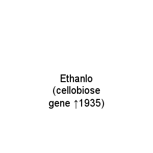 Ethanlo (cellobiose gene ↑1935)